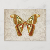 Hübscher Vintager Moth Botanical Postkarte (Vorderseite)