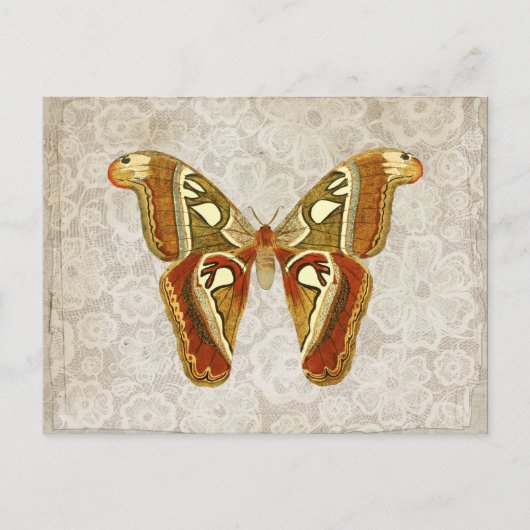 Hübscher Vintager Moth Botanical Postkarte (Vorderseite)