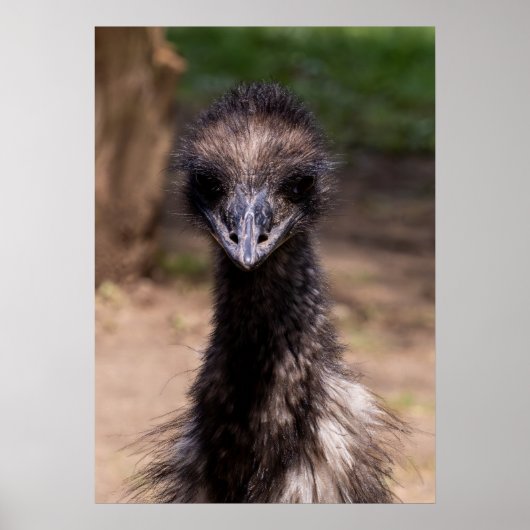 Hübscher Vogel Poster (Vorne)
