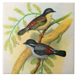hübscher Vogeldruck Fliese