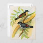hübscher Vogeldruck Postkarte (Vorne/Hinten)