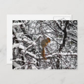 Hübscher Weißschneebaum Postkarte (Vorne/Hinten)