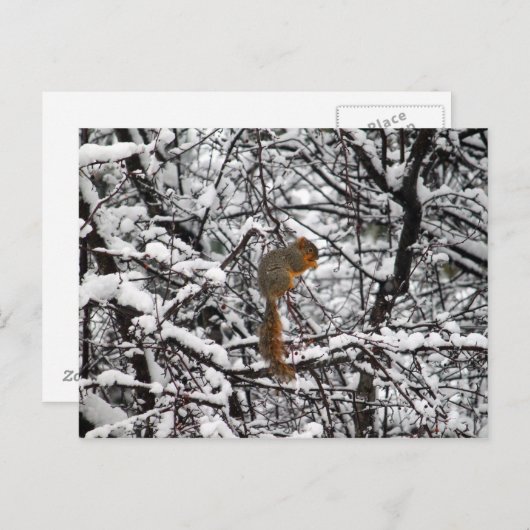Hübscher Weißschneebaum Postkarte (Vorne/Hinten)