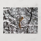 Hübscher Weißschneebaum Postkarte (Vorderseite)