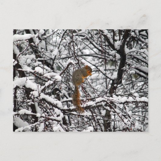 Hübscher Weißschneebaum Postkarte (Vorderseite)