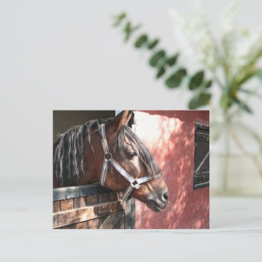 Hübsches Bay Horn im sonnigen Stall Postkarte (Stehend Vorderseite)