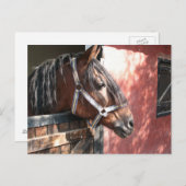 Hübsches Bay Horn im sonnigen Stall Postkarte (Vorne/Hinten)