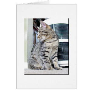 Hübsches bengalisches Baby