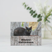 Hübsches Black Cat Log Foto Halloween Postkarte (Stehend Vorderseite)