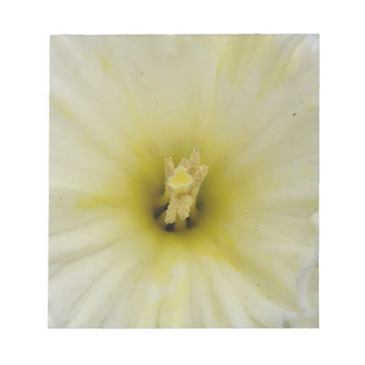 Hübsches, blass gefärbtes Daffodil Notepad Notizblock (Vorderseite)