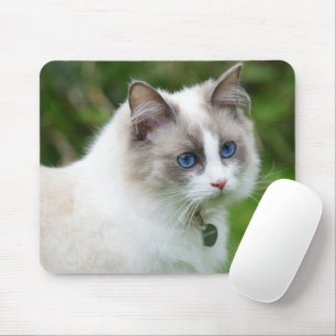 Hübsches blauäugiges Kätzchen Mousepad