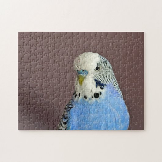 Hübsches Blaues Parakeet Foto Jigsaw Puzzle (Horizontal)