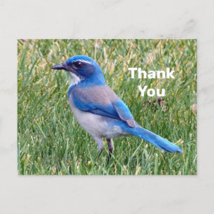 Hübsches Blaues Scrub Jay Vogel Foto Danke Postkarte