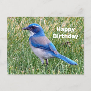 Hübsches Blaues Scrub Jay Vogel Foto Geburtstag Postkarte