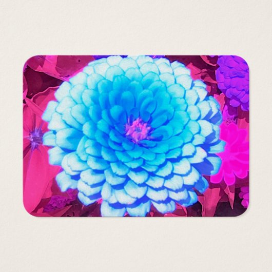 Hübsches blaues Zinnia im Lila Sommergarten (Vorderseite)