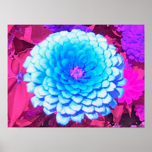 Hübsches blaues Zinnia im Lila Sommergarten Poster (Vorne)