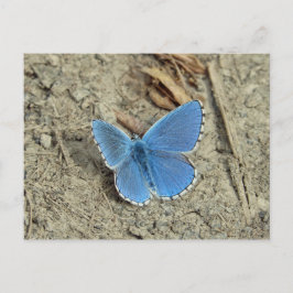 Hübsches Blue Butterfly-Foto Postkarte