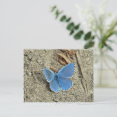 Hübsches Blue Butterfly-Foto Postkarte (Stehend Vorderseite)