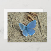 Hübsches Blue Butterfly-Foto Postkarte (Vorne/Hinten)