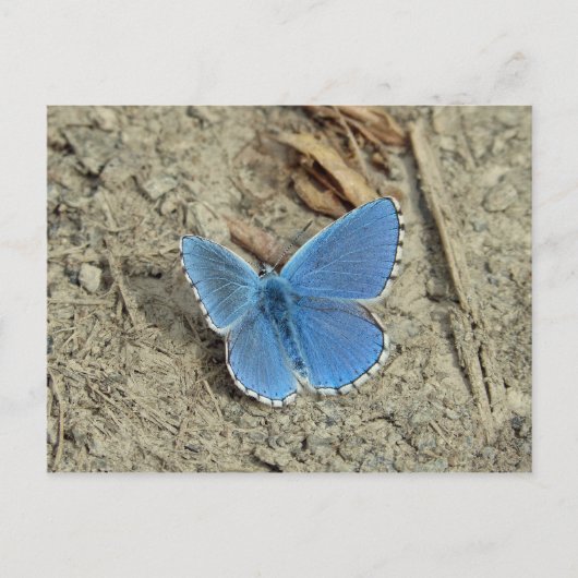 Hübsches Blue Butterfly-Foto Postkarte (Vorderseite)