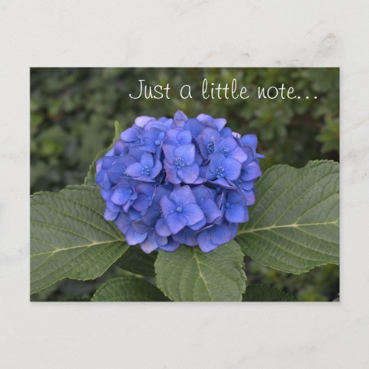 Hübsches Blue Hydrangea, nur ein kleiner Hinweis Postkarte (Vorderseite)