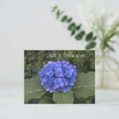 Hübsches Blue Hydrangea, nur ein kleiner Hinweis Postkarte (Stehend Vorderseite)