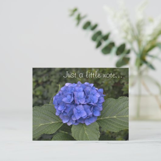 Hübsches Blue Hydrangea, nur ein kleiner Hinweis Postkarte (Stehend Vorderseite)