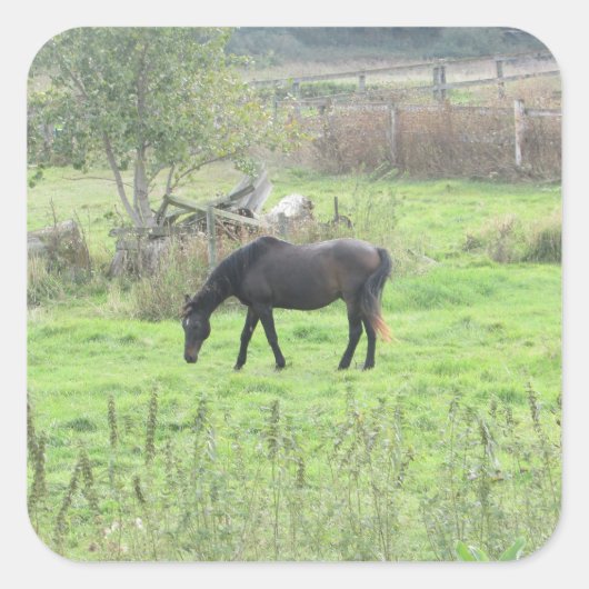 Hübsches braunes Pferd auf den Aufklebern der Weid Quadratischer Aufkleber (Vorderseite)