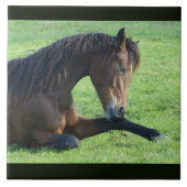 Hübsches braunes Pferd im Gras Fliese (Vorderseite)