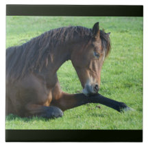 Hübsches braunes Pferd im Gras