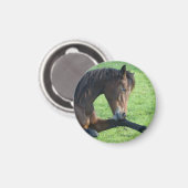 Hübsches braunes Pferd im Gras Magnet (Vorderseite/Rückseite)