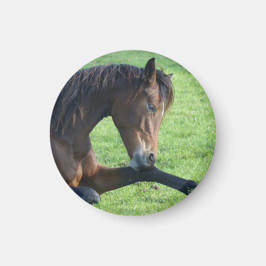 Hübsches braunes Pferd im Gras Magnet (Vorne)