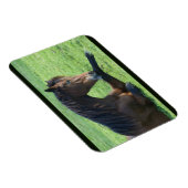 Hübsches braunes Pferd im Gras Magnet (Rechte Seite)