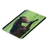 Hübsches braunes Pferd im Gras Magnet (Linke Seite)