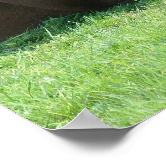 Hübsches braunes Pferd im Gras Poster (Ecke)