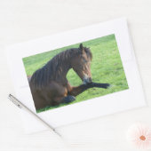 Hübsches braunes Pferd im Gras Rechteckiger Aufkleber (Umschlag)