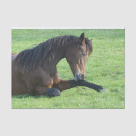 Hübsches braunes Pferd im Gras Seidenpapier