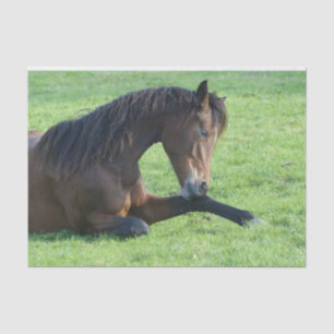 Hübsches braunes Pferd im Gras Seidenpapier