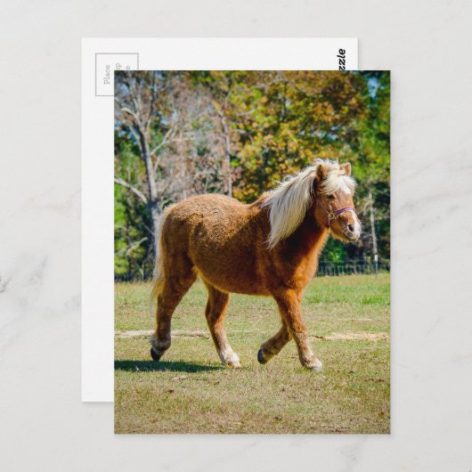 Hübsches die Shetlandinseln-Pony Postkarte (Vorne/Hinten)