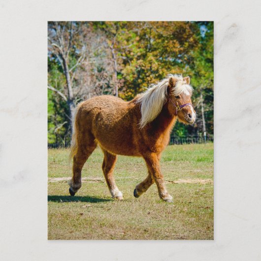 Hübsches die Shetlandinseln-Pony Postkarte (Vorderseite)