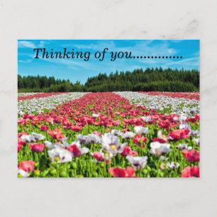 Hübsches Feld der Blumen-Postkarte Postkarte