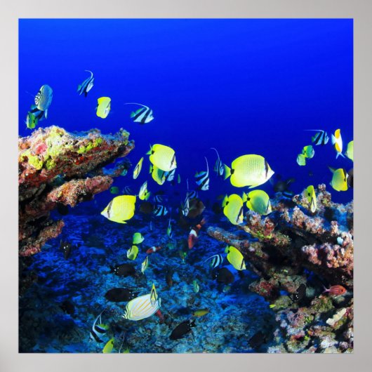 Hübsches Fisch- und Korallenriff Poster (Vorne)