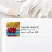 Hübsches Foto einer Lotus-Blume in einem Teich (Insitu)