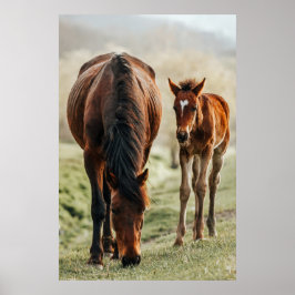 Hübsches Foto Poster