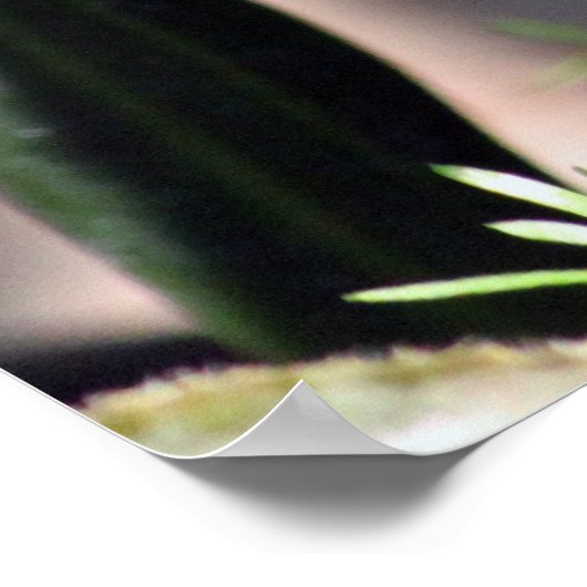 Hübsches Foto Poster (Ecke)