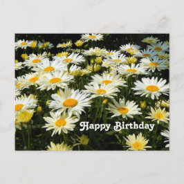 Hübsches Foto White Daisies Garden Floral Geburtst Postkarte