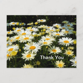 Hübsches Foto White Daisies Garden Floral Vielen D Postkarte