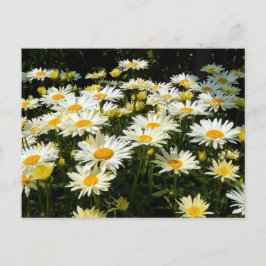 Hübsches Foto White Daisies Garden Postkarte