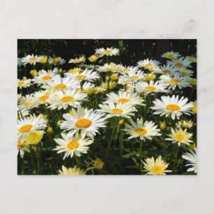 Hübsches Foto White Daisies Garden Postkarte