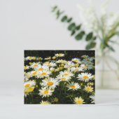 Hübsches Foto White Daisies Garden Postkarte (Stehend Vorderseite)